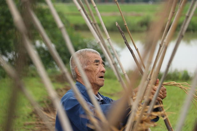 小满节气  农事  农业生产