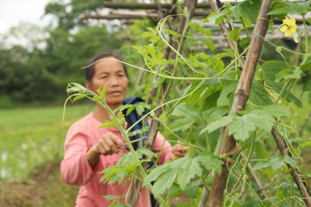 小满节气  农事  农业生产