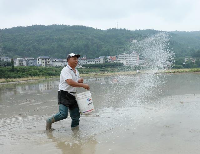   小满到    农事忙