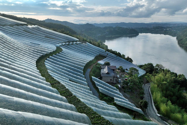 大棚种植 促农增收