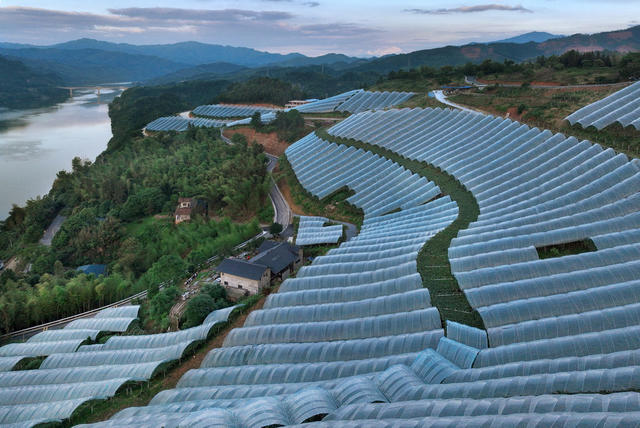 大棚种植 促农增收