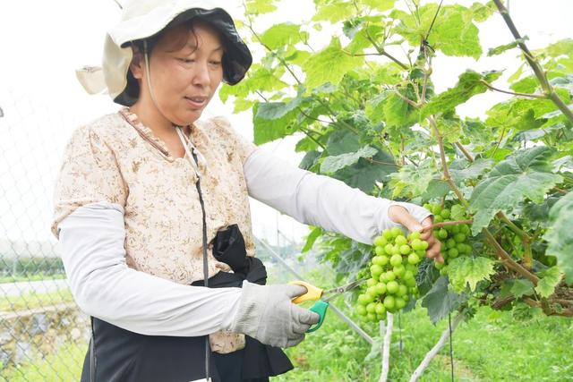 小满至农事忙