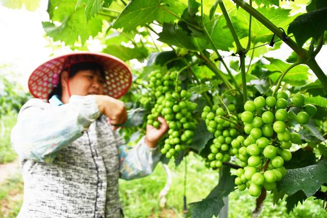 小满至农事忙