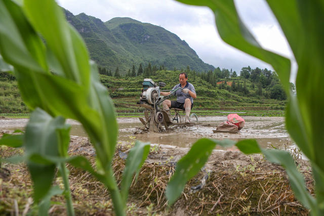 湖南，湘西，节气，小满，农事，农忙，农民，忙碌