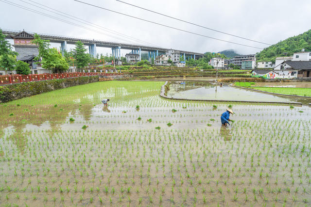 小满节气  吉首市矮寨镇排兄村村民们抢抓农时栽插杂交水稻  田间一片繁忙。