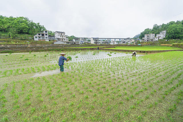 小满节气  吉首市矮寨镇排兄村村民们抢抓农时栽插杂交水稻  田间一片繁忙。