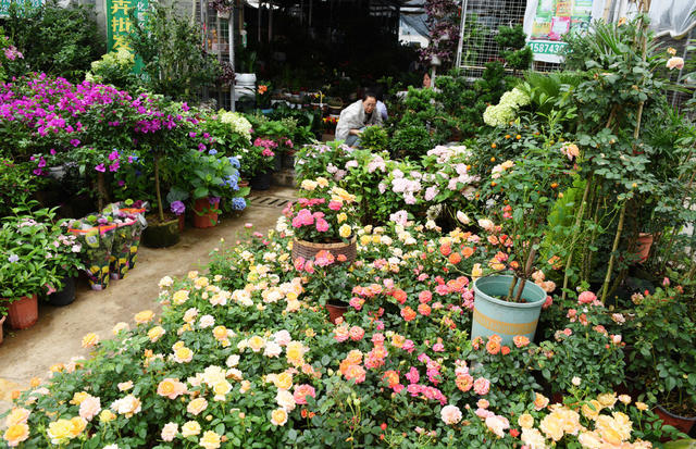 初夏 花卉 市民  环境