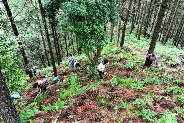 林下种植、中药材、灵芝、农业、林下经济