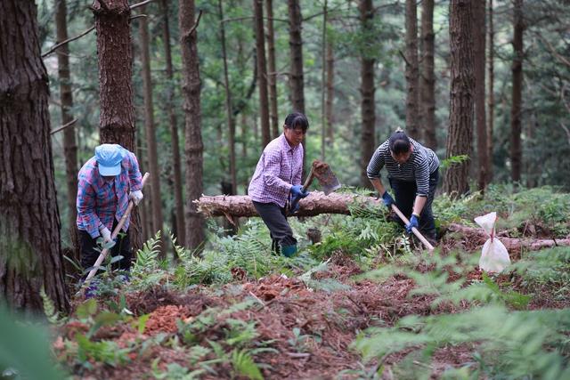林下种植、中药材、灵芝、农业、林下经济
