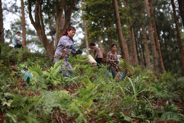 林下种植、中药材、灵芝、农业、林下经济