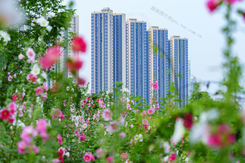 夏日美景 城市风光