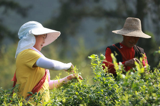 张家界 莓茶 武陵源