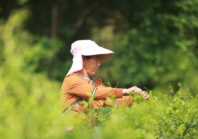 张家界 莓茶 武陵源