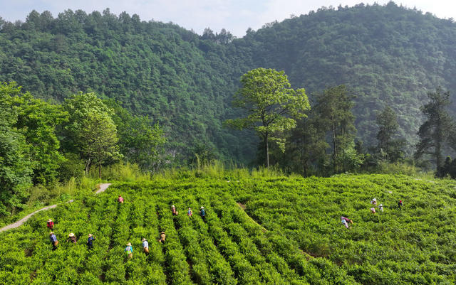 张家界 莓茶 武陵源
