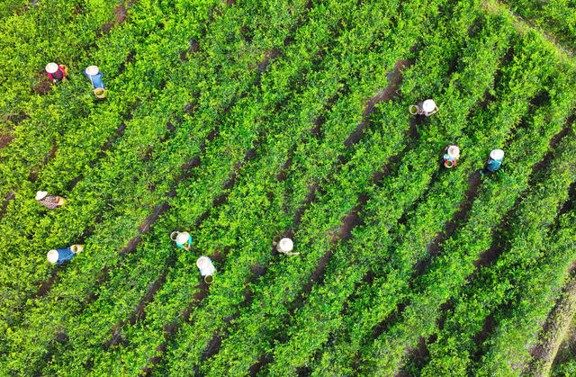 张家界 莓茶 武陵源