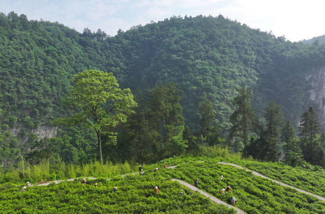 张家界 莓茶 武陵源