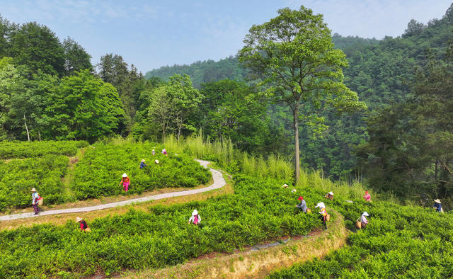 张家界 莓茶 武陵源