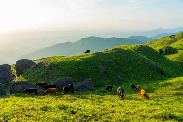 自然,风光,风景,山川,山脉,牛群,牛,动物,小黄牛,草地,草甸,高山,山峰,夏天,夏季,背景,天空,放牧,牧场,放牛,自然美,地形,户外,环境,偏远的,草,青山,绿色,生态,环保,生态环境,草原