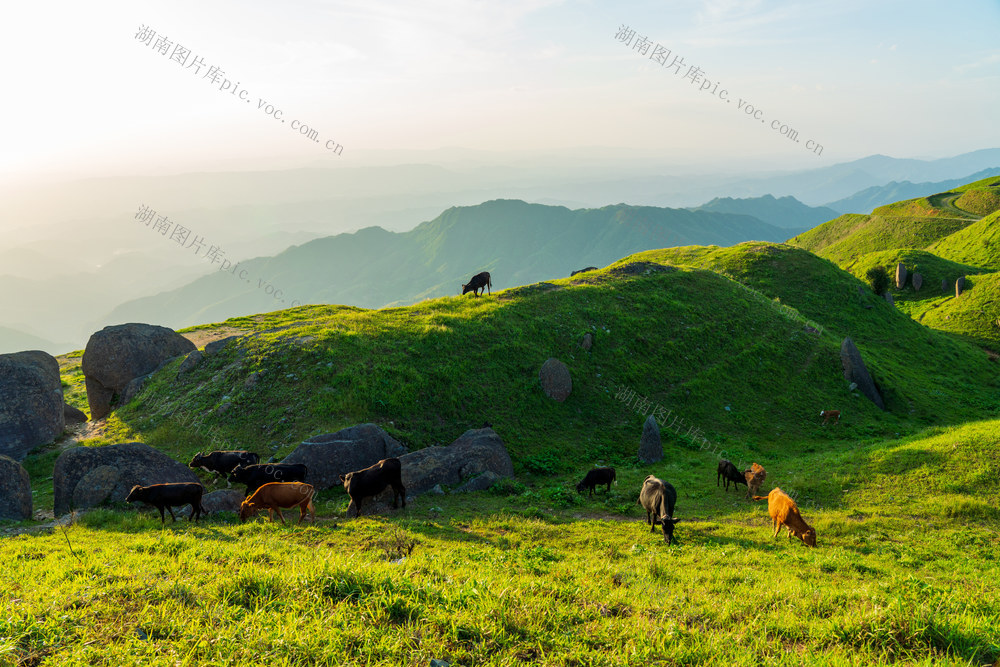 自然,风光,风景,山川,山脉,牛群,牛,动物,小黄牛,草地,草甸,高山,山峰,夏天,夏季,背景,天空,放牧,牧场,放牛,自然美,地形,户外,环境,偏远的,草,青山,绿色,生态,环保,生态环境,草原