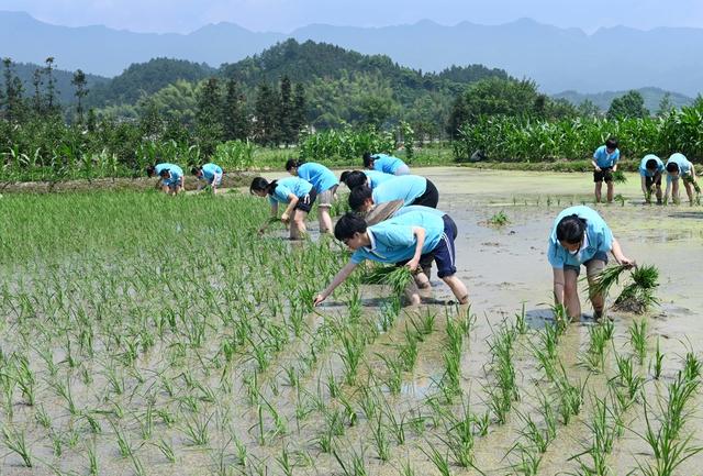 农耕文化 水稻 插秧 农事体验 教育 学生 劳动实践  田间 