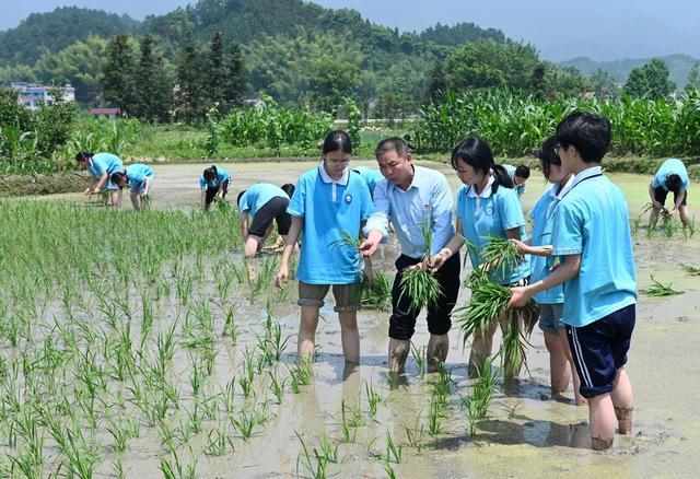 农耕文化 水稻 插秧 农事体验 教育 学生 劳动实践  田间 