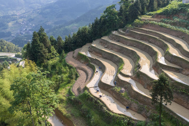 娄底 梯田 紫鹊界