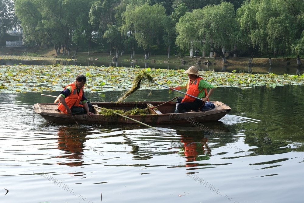 天马山景区，桃子湖，清除水草