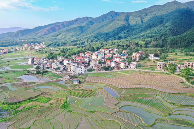 乡村 田园 生态 产业 夏日 农村