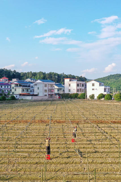 湖南 新田 搭竹架 种果蔬 三夏 时节