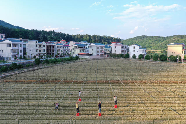 湖南 新田 搭竹架 种果蔬 三夏 时节