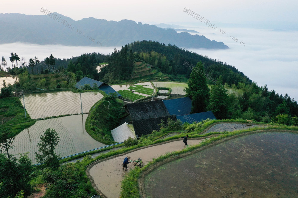 农业 农村 农民 梯田 平流雾 自然 风光 初夏 农忙