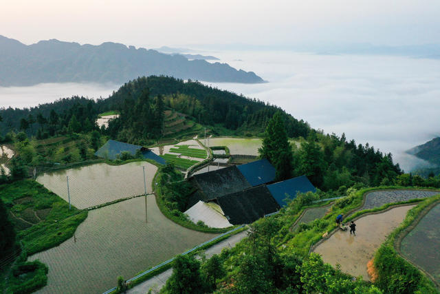 农业 农村 农民 梯田 平流雾 自然 风光 初夏 农忙