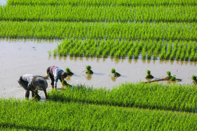 农业 农村 农民 梯田 平流雾 自然 风光 初夏 农忙