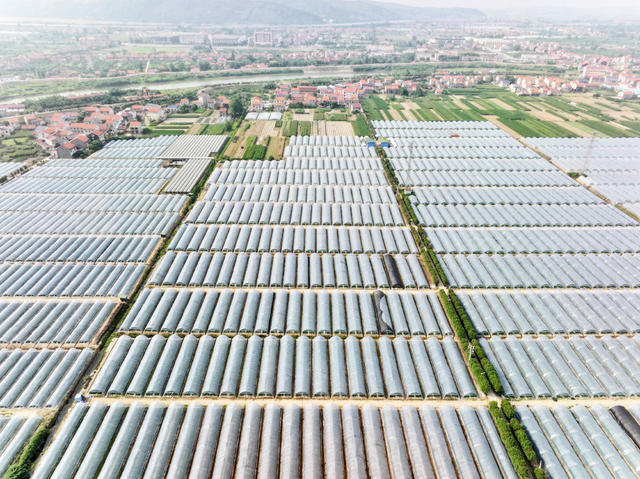 县城  街道办事处  郊区 设施农业  蔬果大棚  西瓜  辣椒