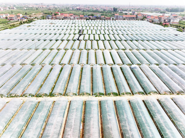 县城  街道办事处  郊区 设施农业  蔬果大棚  西瓜  辣椒