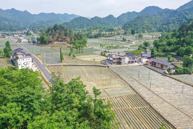 湖南，湘西，龙山，产业，乡村，美丽，建设