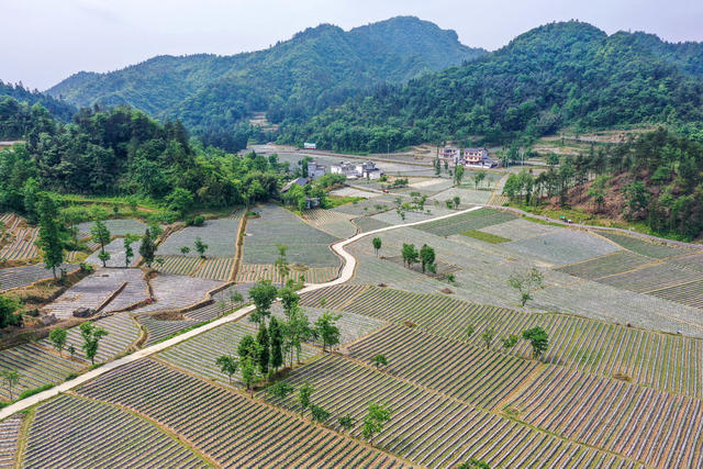 湖南，湘西，龙山，产业，乡村，美丽，建设