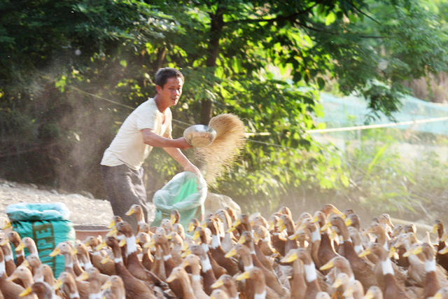 嘉禾：生态养殖 助农增收