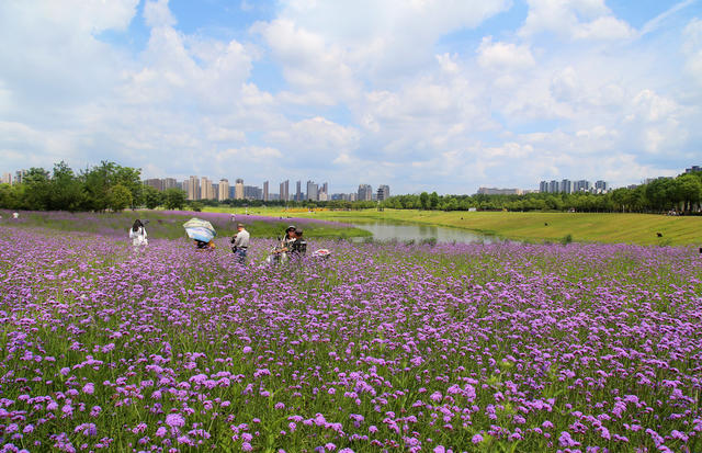 洋湖 花开