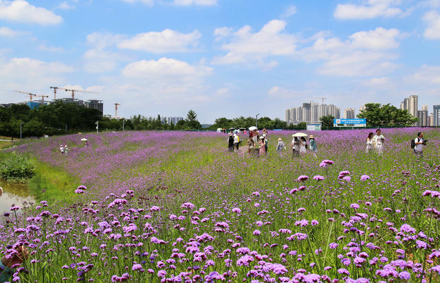 洋湖 花开