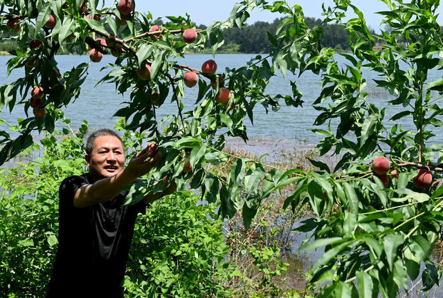 林果产业 桃园 采摘 农村 生态 产业化  红冠桃  果农  农民  园艺场 
