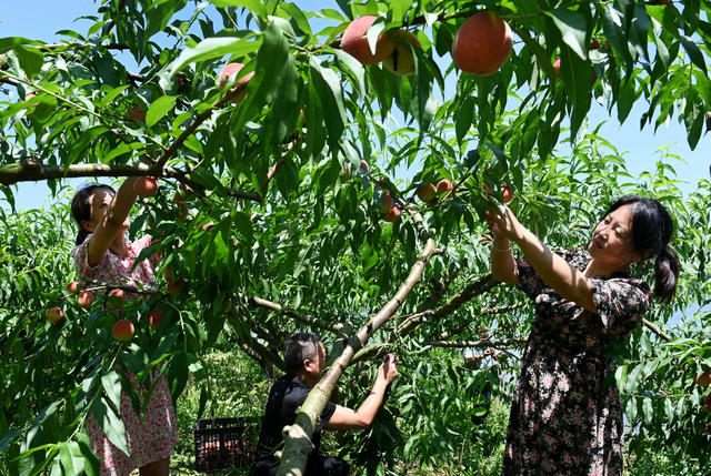 林果产业 桃园 采摘 农村 生态 产业化  红冠桃  果农  农民  园艺场 