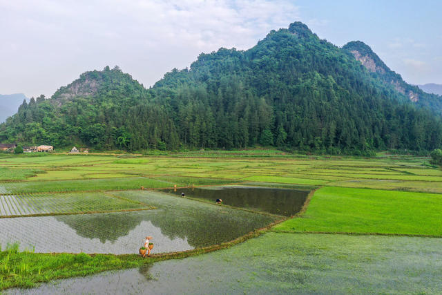 湖南，湘西，三夏，大忙，时节，农民，水稻，种植，管理，忙碌