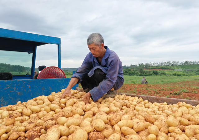 嘉禾：土豆种植  村民增收