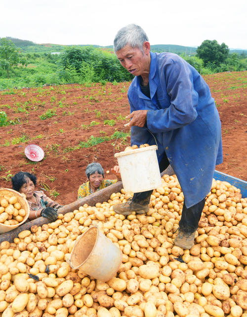 嘉禾：土豆种植  村民增收
