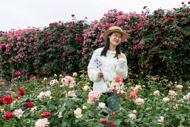 月季   芬芳   游人醉