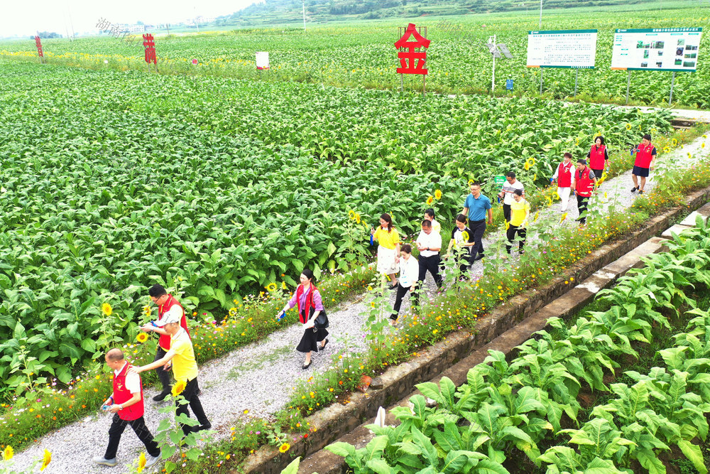 嘉禾：田园美引游人