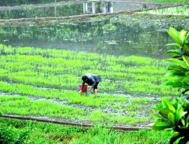 秧苗  村民 管护