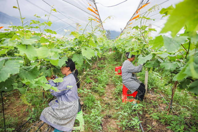 立夏 农忙 农事 田间 果园 葡萄 农时