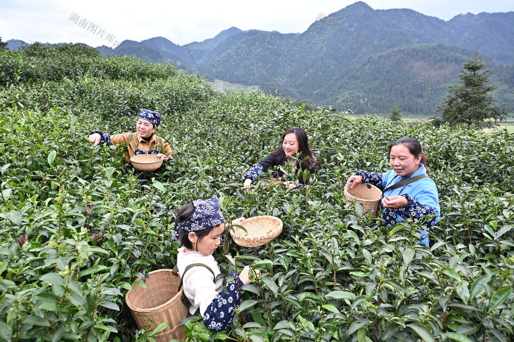 游*客*体*验*采*茶